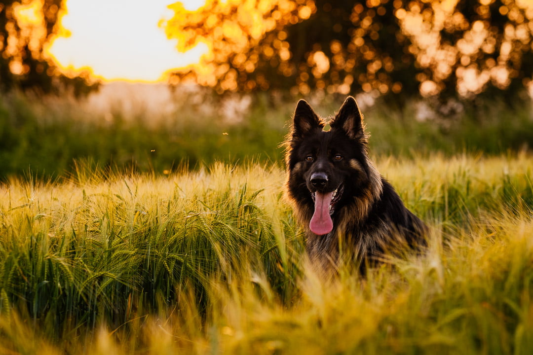german shepherd dog in long grass at sunset