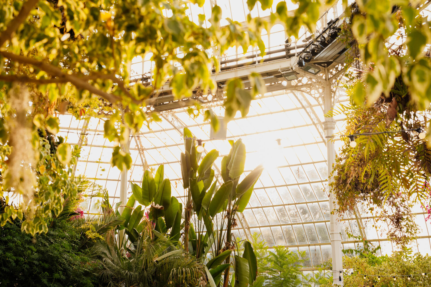 Sunlight coming through the windows of Sefton Park Palm House