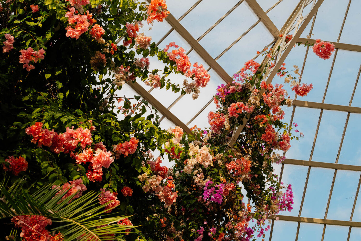 Pink flowers in Sefton Park Palm House