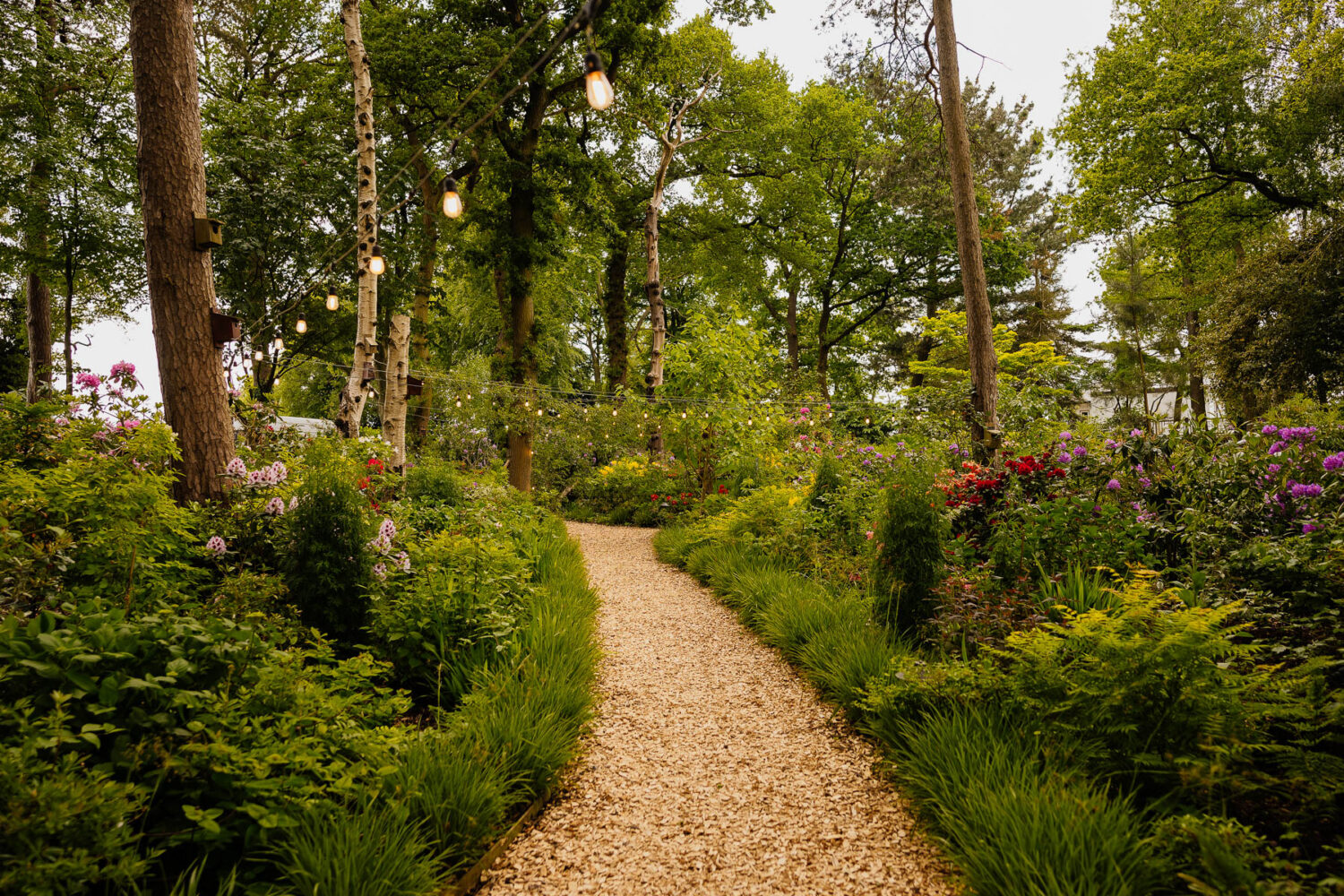 Festoon lit woodland pathway at The Love Shack weddings