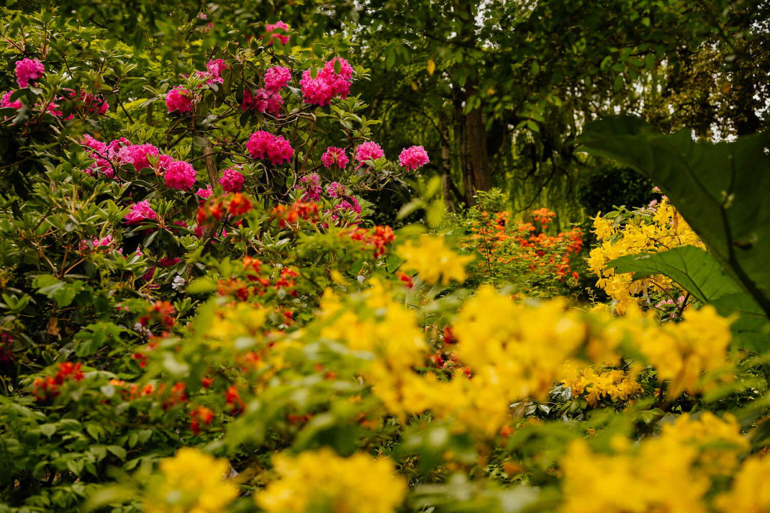 Flowers in Moss Wood