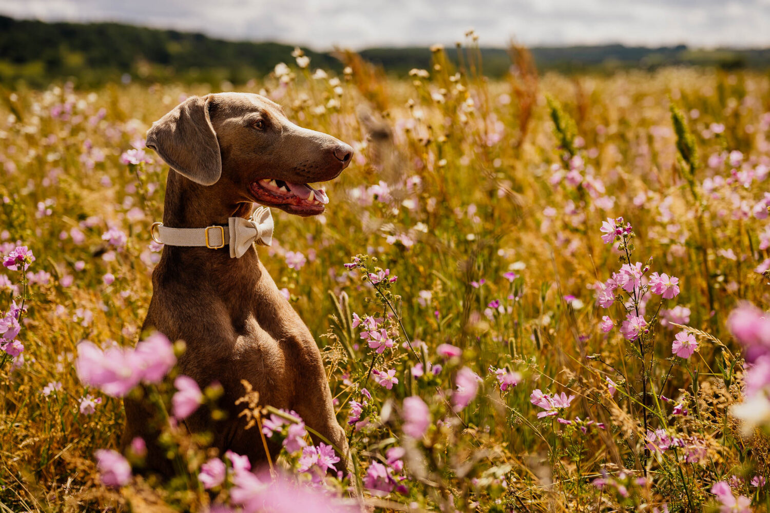 Dog in wildflower field at Wharfedale Grange wedding venue