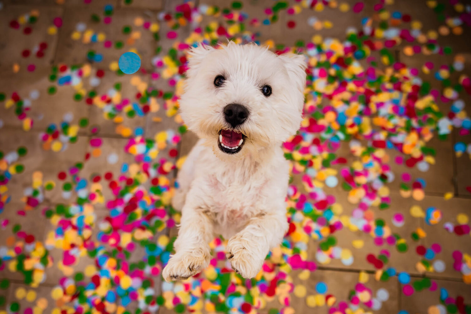 Dog happy and jumping with confetti around him on the floor