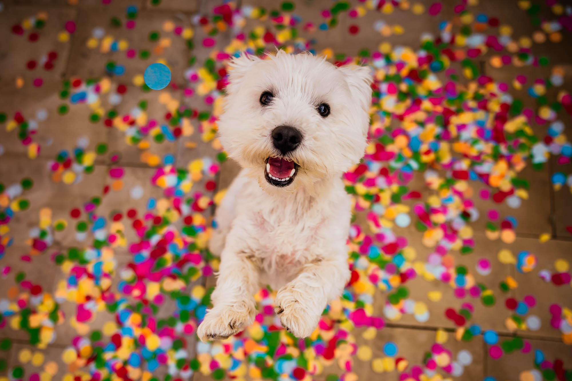 Dog happy and jumping with confetti around him on the floor