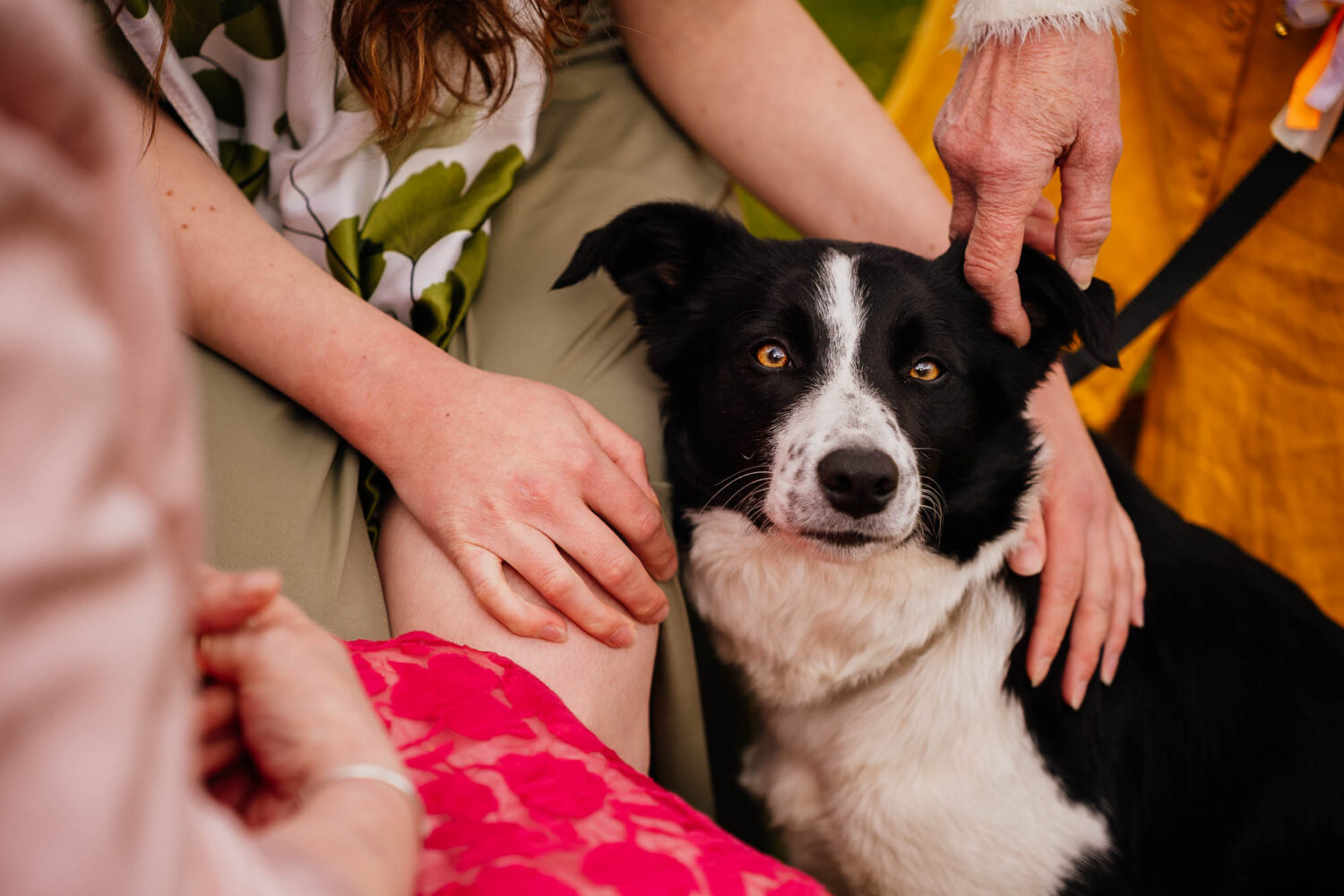 Collie dog being fussed over